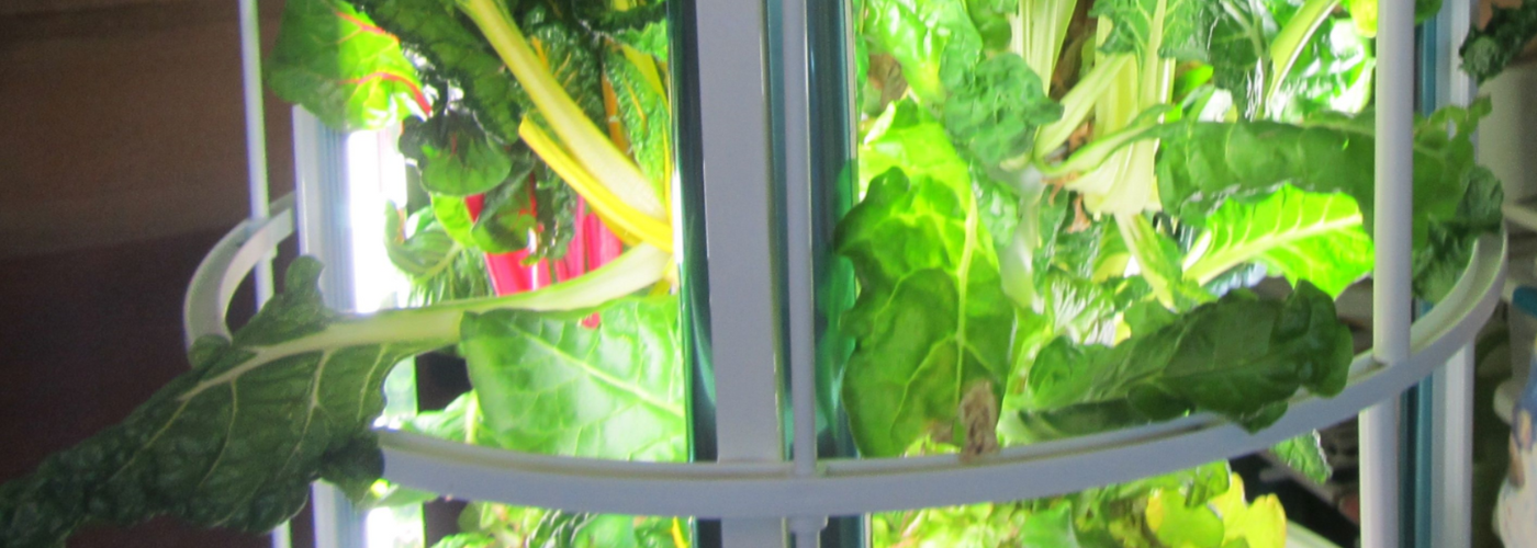 Picture of lettuce growing in a tower garden